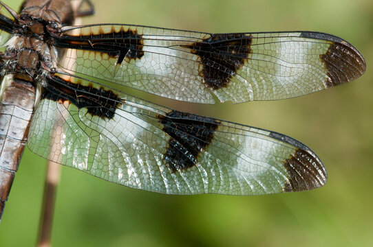 Close up of the wings of a twelve-spotted skimmer dragonfly, Libellula pulchella.; Estabrook Woods, Concord, Massachusetts.