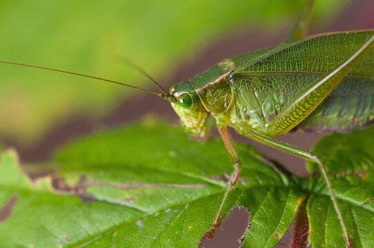 Closeup of a Greater angle-wing katydid, Microcentrum rhombifolium.; Concord , Estabrook Woods , Massachusetts