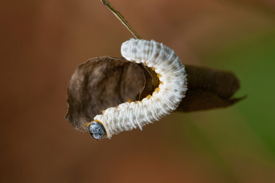 A Dogwood sawfly larva, Macremphytus tarsatus, crawling on a dried leaf.; Concord , Estabrook Woods , Massachusetts