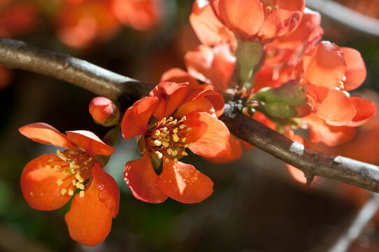 Closeup of the orange flowers of a Flowering quince, Chaenomeles species.; Cambridge , Massachusetts