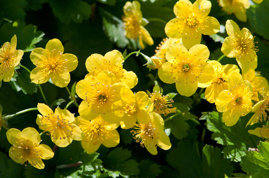 Close view of the flowers of St. John's wort, Hypericum species.; Cambridge , Massachusetts