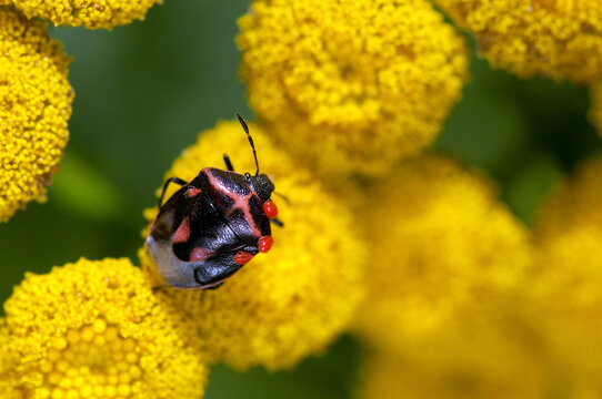 A mite-infested Twice-stabbed stink bug nymph walks across Tansy flowers.; Jamaica Plain, Massachusetts
