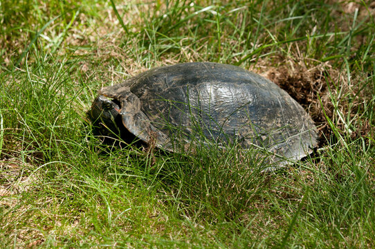 A large female Red-eared Slider laying eggs in a grassy area.; Winchester , Mystic Lakes , Massachusetts