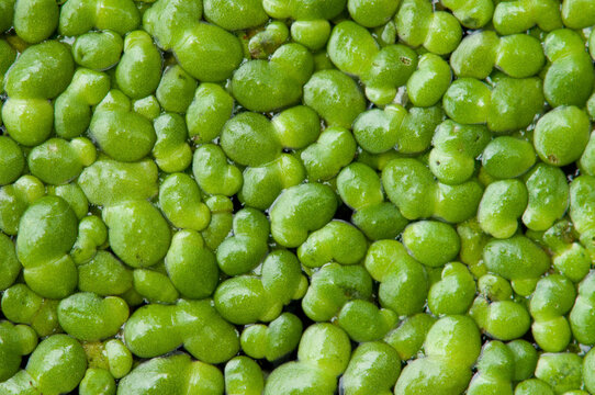 Closeup of floating duckweed plants.; Arlington , Massachusetts