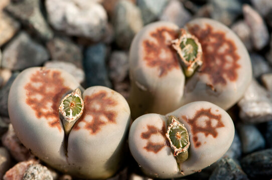 Close up of living stone plants, Lithops species, with fruit in their centers.; Wellesley, Massachusetts.