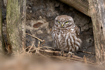 Little owl ( Athene noctua ) close up