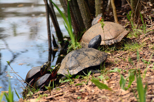 Red-eared sliders, Trachemys scripta elegans, and painted turtles, Chrysemys picta, basking at a pond's edge.; Cambridge, Massachusetts.