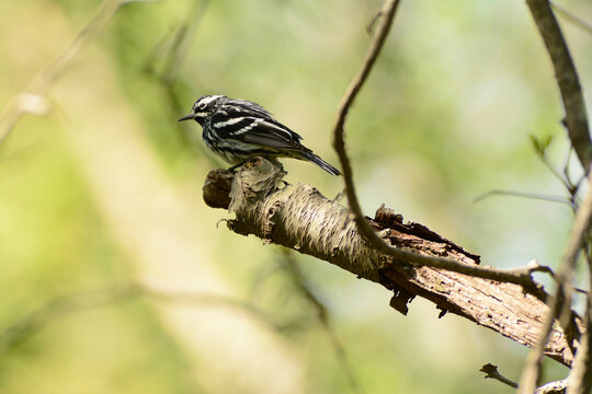 A male black and white warbler, Mniotilta varia, perched on a dead tree branch.; Parker River National Wildlife Refuge, Plum Island, Massachusetts.