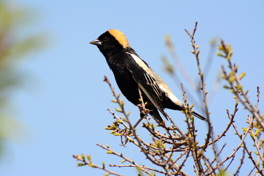 A bobolink, Dolichonyx oryzivorus, perched in a tree in spring.; Parker River National Wildlife Refuge, Plum Island, Massachusetts.