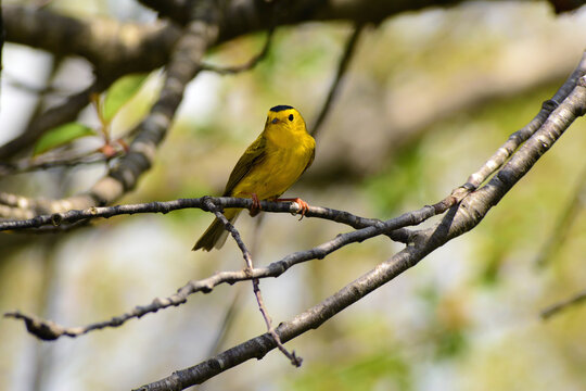 A male Wilson's warbler, Wilsonia pusilla, perching on a tree branch.; Parker River National Wildlife Refuge, Plum Island, Massachusetts.