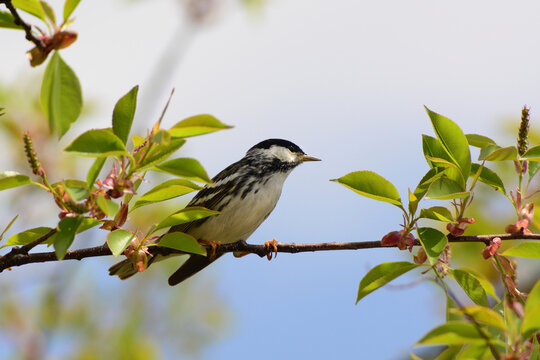 A male blackpoll warbler, Setophaga striata, perched on a tree branch in spring.; Parker River National Wildlife Refuge, Plum Island, Massachusetts.