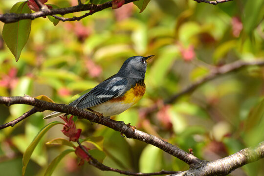 A male northern parula warbler, Setophaga americana, perches on a branch.; Parker River National Wildlife Refuge, Plum Island, Massachusetts.