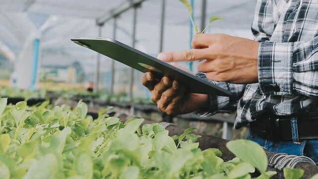 female farmer working early on farm holding wood basket of fresh vegetables and tablet