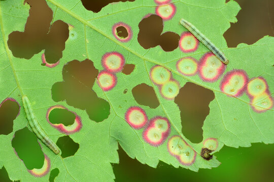 A maple leaf with maple eyespot galls, is being eaten by winter moth caterpillars.; Whipple Hill, Lexington, Massachusetts.