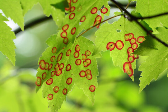 Leaves of a maple tree infested with maple eyespot galls caused by midges.; Whipple Hill, Lexington, Massachusetts.