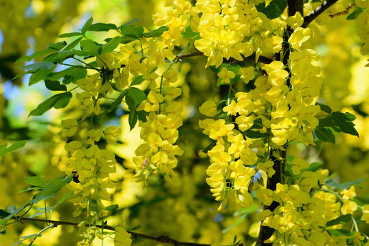 Close up of flowering branches of a golden chain tree, Laburnum anagyroides.; Cambridge, Massachusetts.
