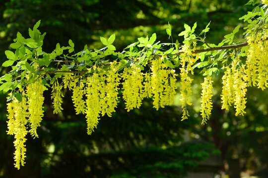 Flowering branches of a golden chain tree, Laburnum anagyroides.; Cambridge, Massachusetts.