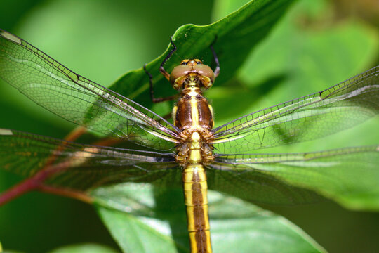 Close up of a female spangled skimmer dragonfly, Libellula cyanea, on a leaf.; Estabrook Woods, Concord, Massachusetts.