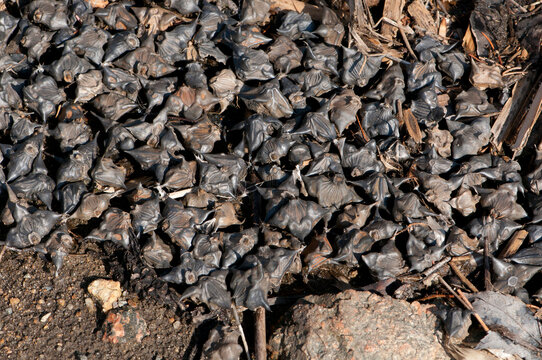Water caltrop nuts, Trapa natans, line a reservoir in Arlington, Massachusetts.; Arlington, Massachusetts.