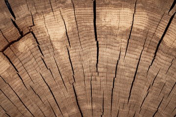 Fototapeta premium Cross-section of a 100-year-old tree trunk. Background