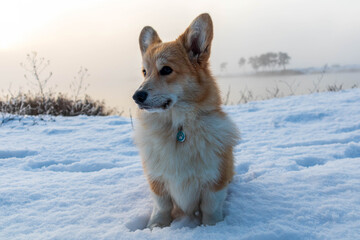 Portrait of beautiful red dog breed Welsh Corgi sitting outdoors in winter