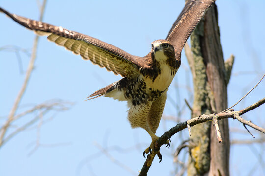 A red-tailed hawk, Buteo jamaicensis, taking flight from its perch.; Arlington, Massachusetts.