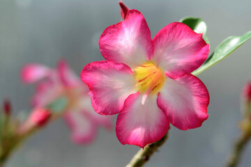Close up of a desert rose flower, Adenium obesum.; Wellesley, Massachusetts.