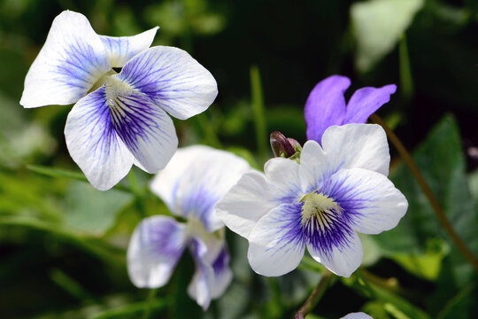 A cluster of wild violets on a spring day.; Arnold Arboretum, Jamaica Plain, Massachusetts.