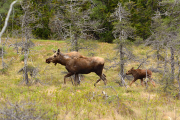 A female moose, Alces alces, and her calf walking through a bog area.; Cape Breton Highlands National Park, Nova Scotia, Canada.