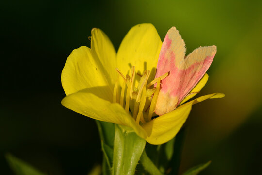 A primrose moth, Schinia florida, with its head facing down into the base of a evening-primrose flower.; Brewster, Massachusetts, USA.