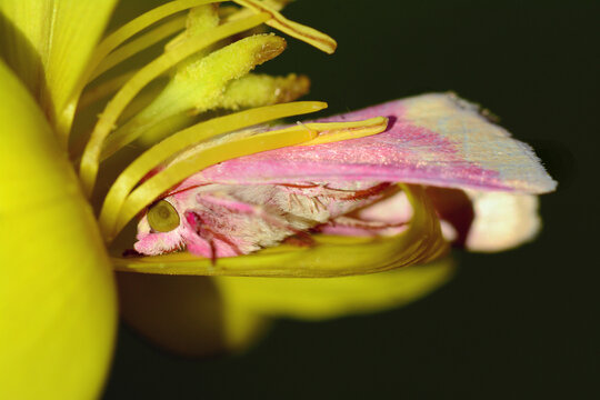 A primrose moth, Schinia florida, with its head stuffed into the base of a evening-primrose flower.; Brewster, Massachusetts, USA.