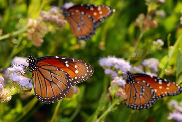 Monarch butterflies, Danaus plexippus, at flowers on  migration route.; Rio Grande Valley, Mission, Texas.