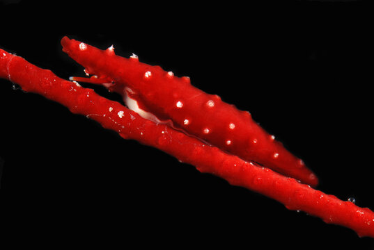 A spindle cowry snail on a "sea whip".  The snail is well-camouflaged.; Derawan Island, Borneo, Indonesia.