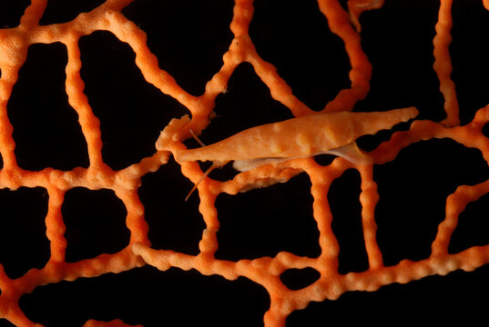 A spindle cowry snail, Phenacovolva sp., mimics soft coral it's on.; Derawan Island, Borneo, Indonesia.