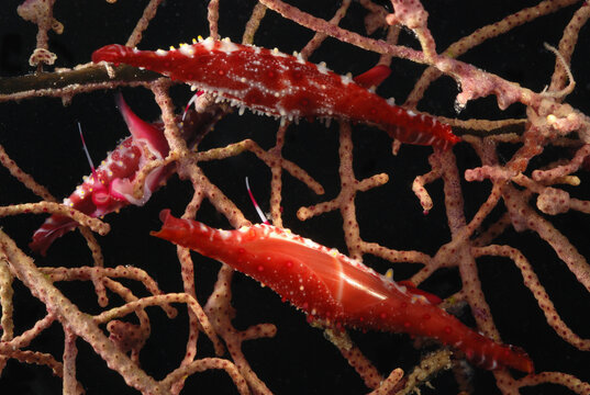 Parasitic spindle cowries on a gorgonian soft coral. Size about 6 cm.; Derawan Island, Borneo, Indonesia.