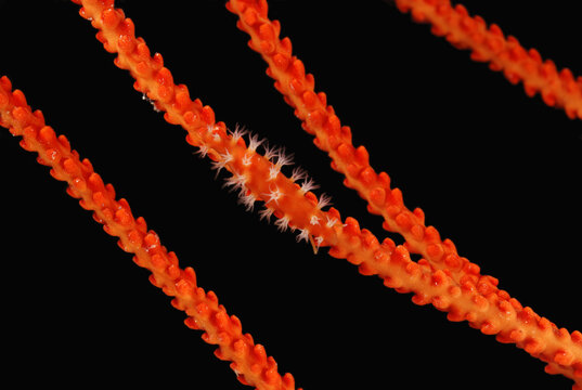 Orange spindle cowry on a gorgonian coral.  The snail is a parasite.; Derawan Island, Borneo, Indonesia.