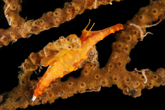 A spindle cowry, Phenacovolva, parasitizes a soft coral.; Derawan Island, Borneo, Indonesia.