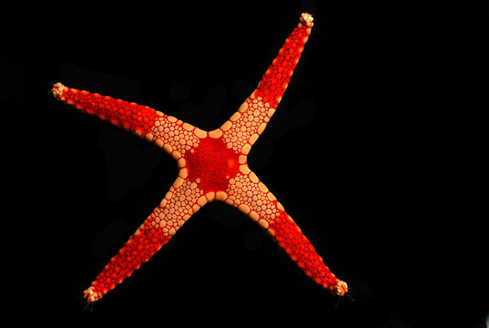 A four-legged Necklace sea star, Fromia monilis. It is missing one leg; Derawan Island, Borneo, Indonesia.