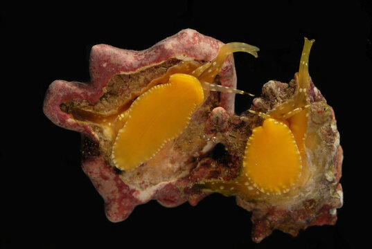 Underside of two yellow-mouthed drupes, Drupa grossularia.  Snails.; Derawan Island, Borneo, Indonesia.