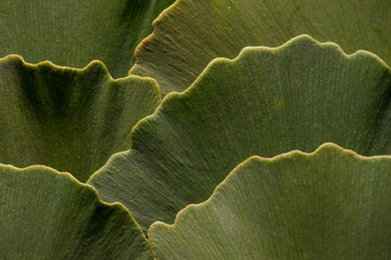 Overlapping ginkgo leaves, Ginkgo biloba.; Arlington, Massachusetts.