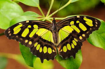 Close up of a malachite butterfly, Siproeta stelenes, on leaves.; Westford, Massachusetts.