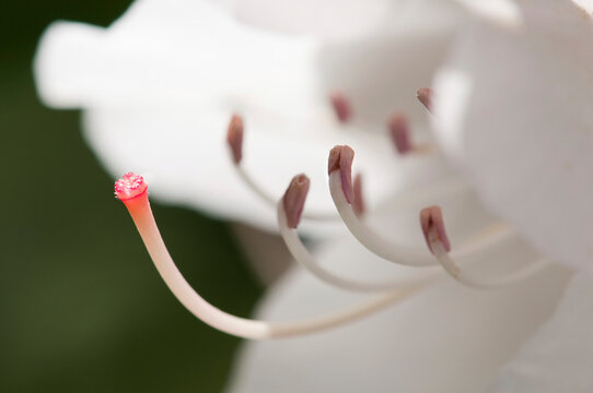 Close up of the pink stigma of a rhododendron flower in springtime.; Brewster, Massachusetts.