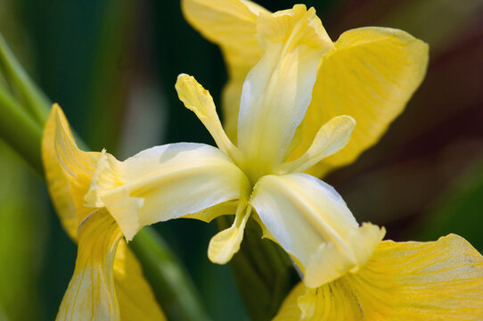 Close up of a yellow and white iris flower.; Brewster, Cape Cod, Massachusetts.
