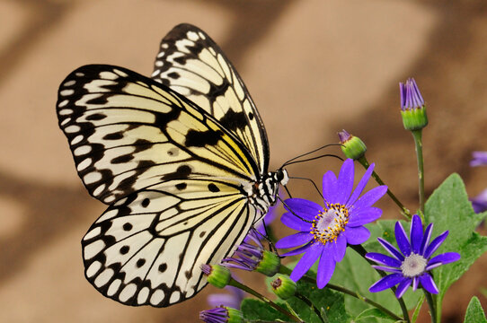 A rice paper butterfly, Idea leuconoe, sipping from a purple flower.; Westford, Massachusetts.