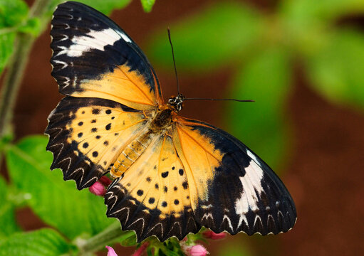 Close up of a leopard lacewing butterfly, Cethosia cyane.; Westford, Massachusetts.
