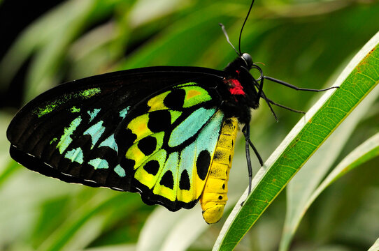 Close up of a cairns birdwing, Ornithoptera priamus, on a leaf.; Westford, Massachusetts.