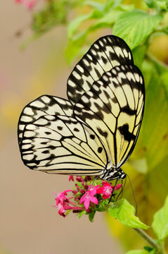 A rice paper butterfly, Idea leuconoe, pollinating pink flowers.; Westford, Massachusetts.
