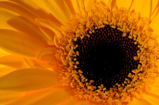 Close up of a yellow gerbera daisy, Gerbera species.; Arlington, Massachusetts.