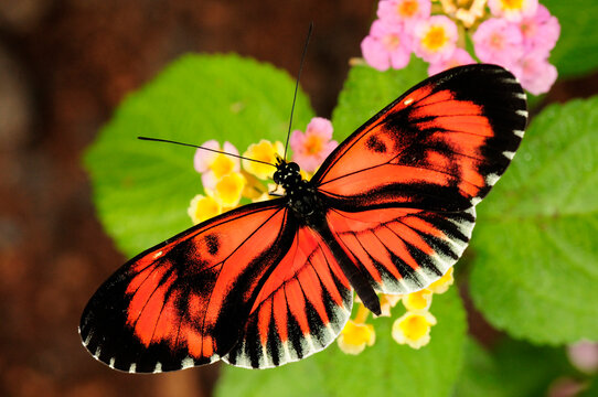 A Heliconius butterfly drinking nectar from lantana flowers.; Westford, Massachusetts.