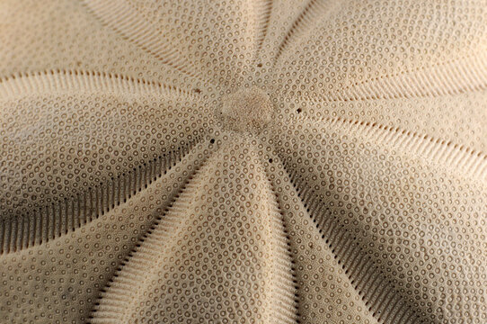 Close up of a Caribbean sand dollar, Clypeaster rosaceus.; Massachusetts.